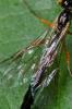 Rhyssella obliterata